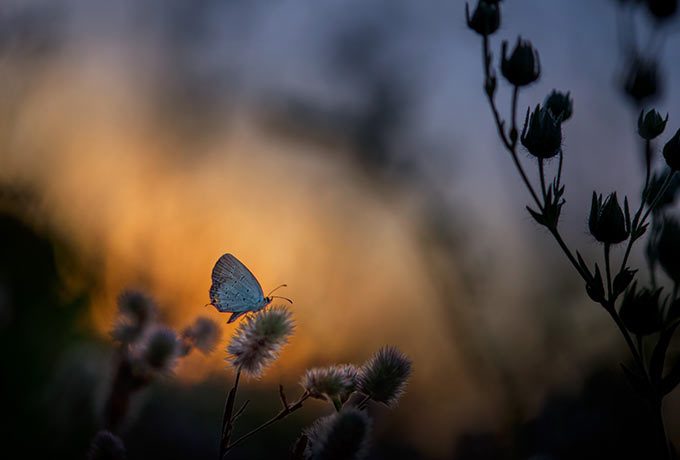 Schmetterlink im Licht vom Sonnenuntergang